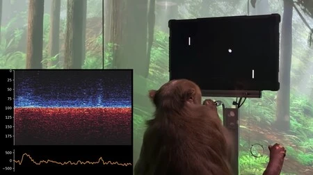 Antes de humanos, os chips foram testados em primatas e, em vídeos compartilhados pela Neuralink